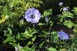 nicandra_physalodes (1).jpg